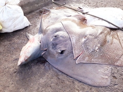Leopard Whipray photo 2
