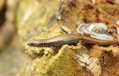 Silvascincus murrayi