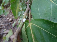 Ficus vallis-choudae
