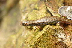 Silvascincus murrayi