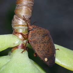 Solenosthedium bilunatum