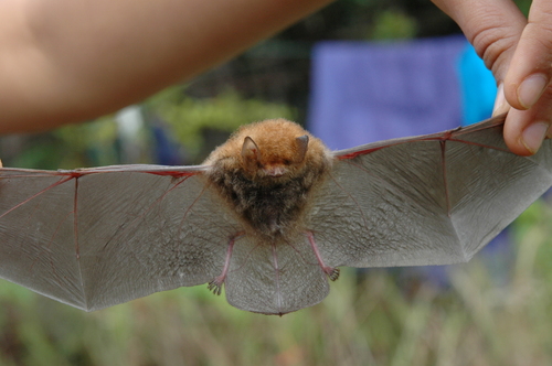 Whitehead's woolly bat (Kerivoula whiteheadi) — Least Concern Mammalia