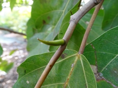 Ficus vallis-choudae