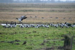 Branta leucopsis