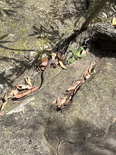 Yellow-faced Whipsnake sighting