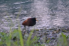 Jacana spinosa