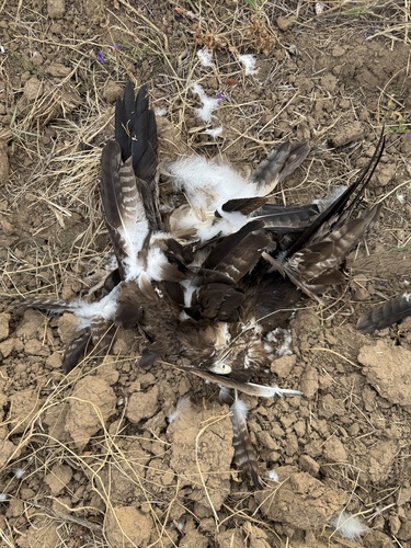 Plume de Aigle des steppes