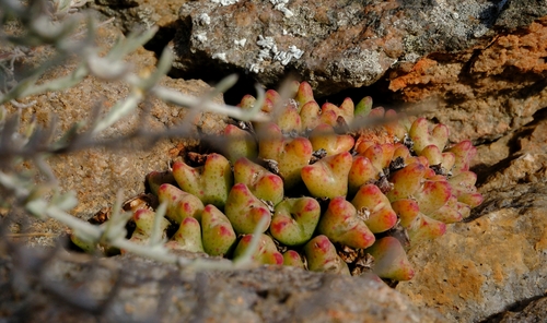 Mesembryanthemum augeiforme Schwantes