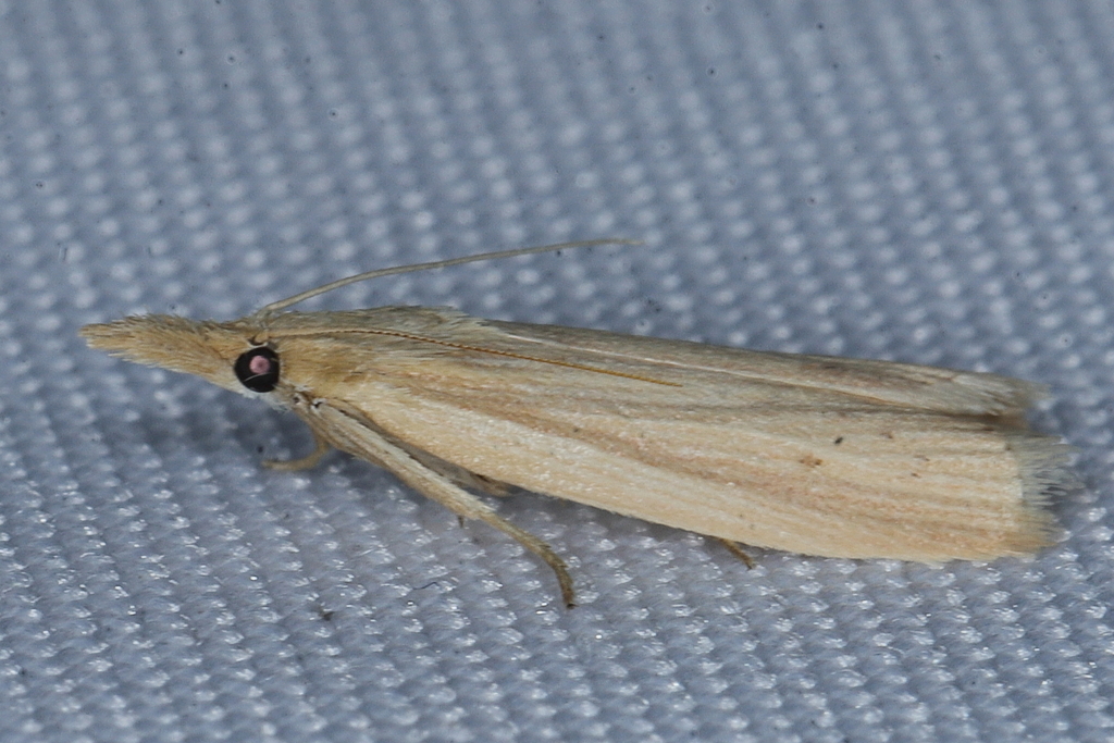 Peoria ochrineurella