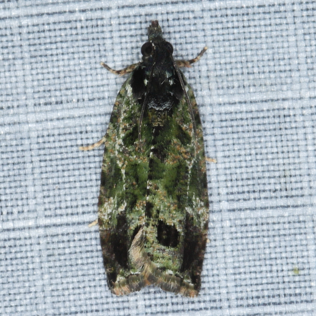 Algoforma