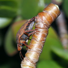 Solenosthedium bilunatum