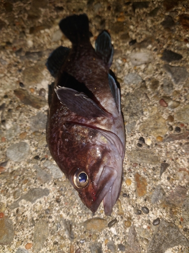 Banded rockfish (Sebastes zonatus) — Sebastidae — 2