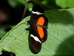 Heliconius clysonymus montanus