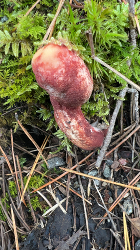 Suillus