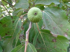 Ficus vallis-choudae