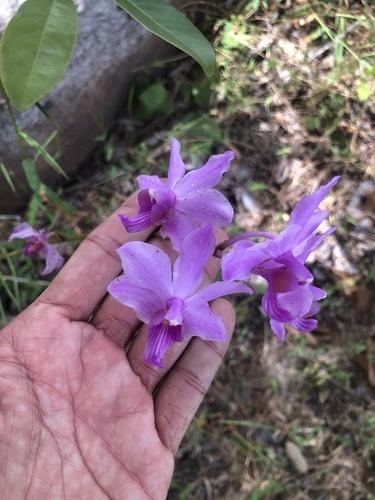 Ubonensis Orchid