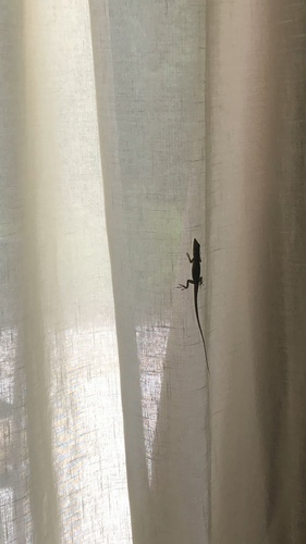 Anoles