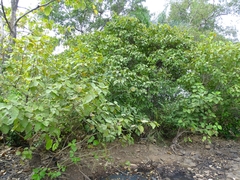 Ficus vallis-choudae