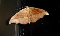 Sarisa muriferata