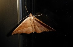 Sarisa muriferata