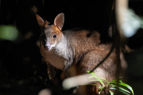 Red-legged Pademelon, Maleny QLD 4552, Australia, photo 8 of 10