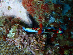 Nembrotha