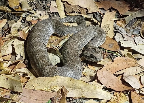Southern Death Adder sighting