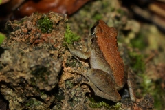 Platymantis dorsalis