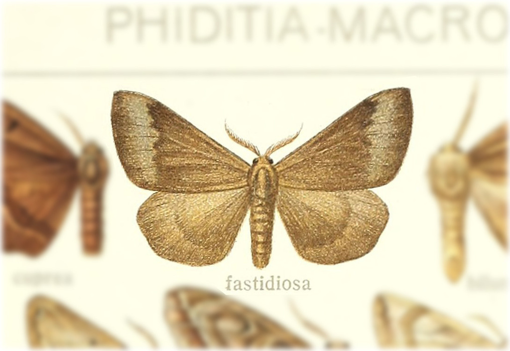 Tepilia fastidiosa