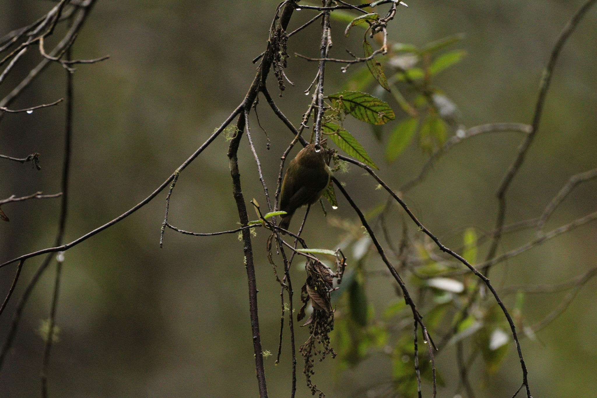 Acanthiza lineata Gould, 1838