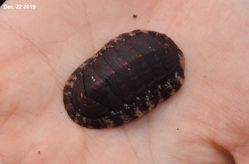 Albrecht's chiton