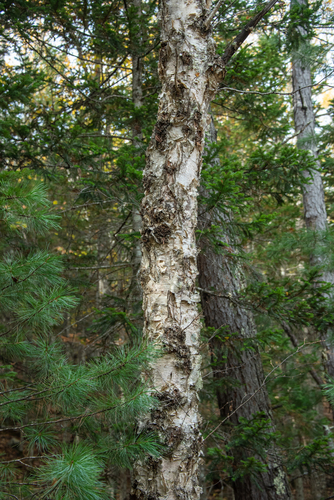 Betula costata, photographed by an iNaturalist contributor