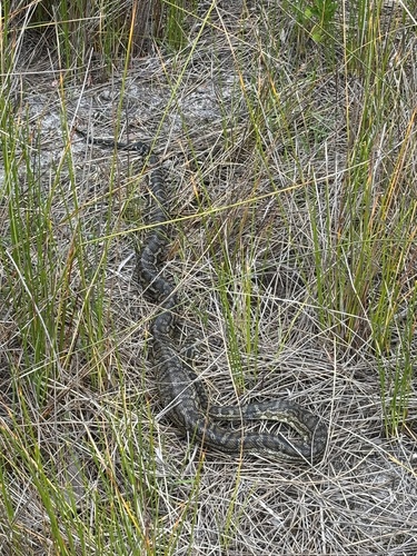 Southwestern Carpet Python sighting