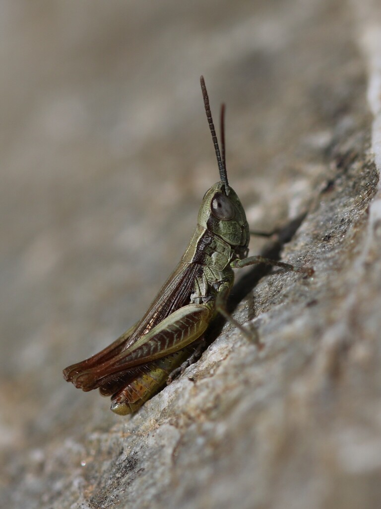 Euchorthippus sardous