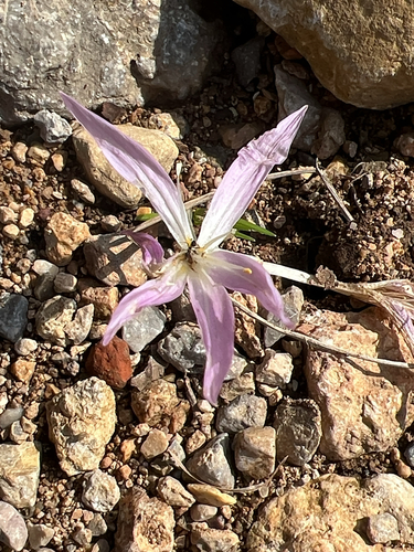 Colchicum parlatoris