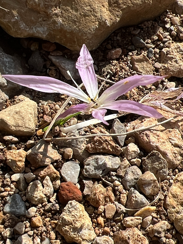 Colchicum parlatoris