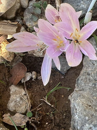 Colchicum parlatoris