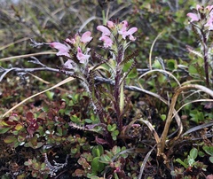 Pedicularis hirsuta