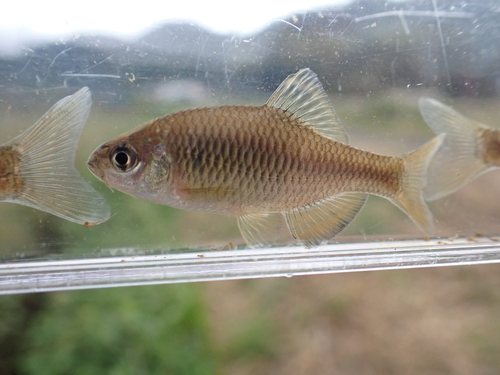 Oily bitterling (Tanakia limbata) — Cyprinidae — 5