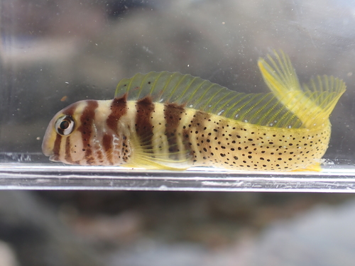Elegant blenny (Omobranchus elegans) — Blenniidae — 4