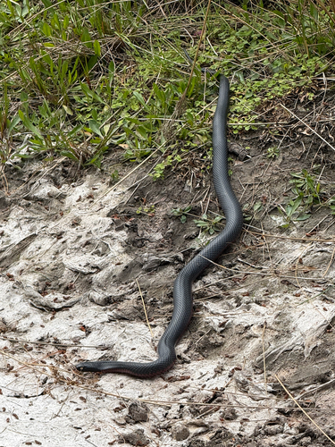 Red-bellied Black Snake sighting