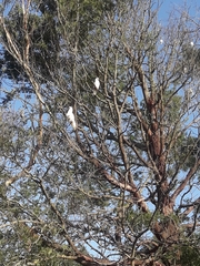 Cacatua