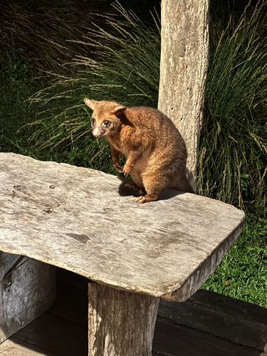 Coppery Brushtail