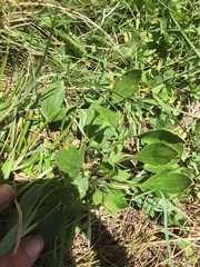 Ranunculus victoriensis