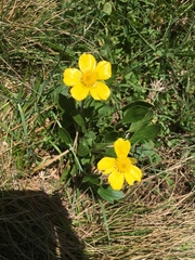 Ranunculus victoriensis