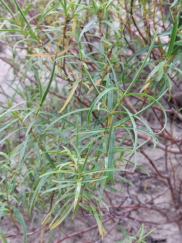 Veronica stenophylla, photograph 4
