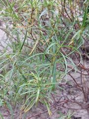 Tommy Forrest, CC0, iNaturalist via GBIF Veronica stenophylla, photograph Tommy Forrest, CC0, iNaturalist via GBIF