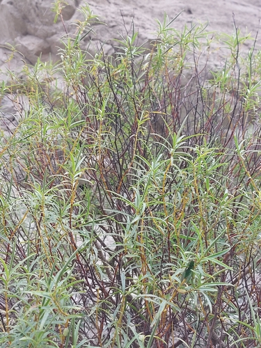 Veronica stenophylla, photograph 5