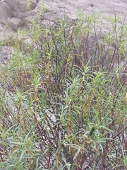 Tommy Forrest, CC0, iNaturalist via GBIF Veronica stenophylla, photograph Tommy Forrest, CC0, iNaturalist via GBIF