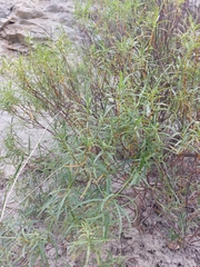 Veronica stenophylla, photograph Tommy Forrest, CC0, iNaturalist via GBIF